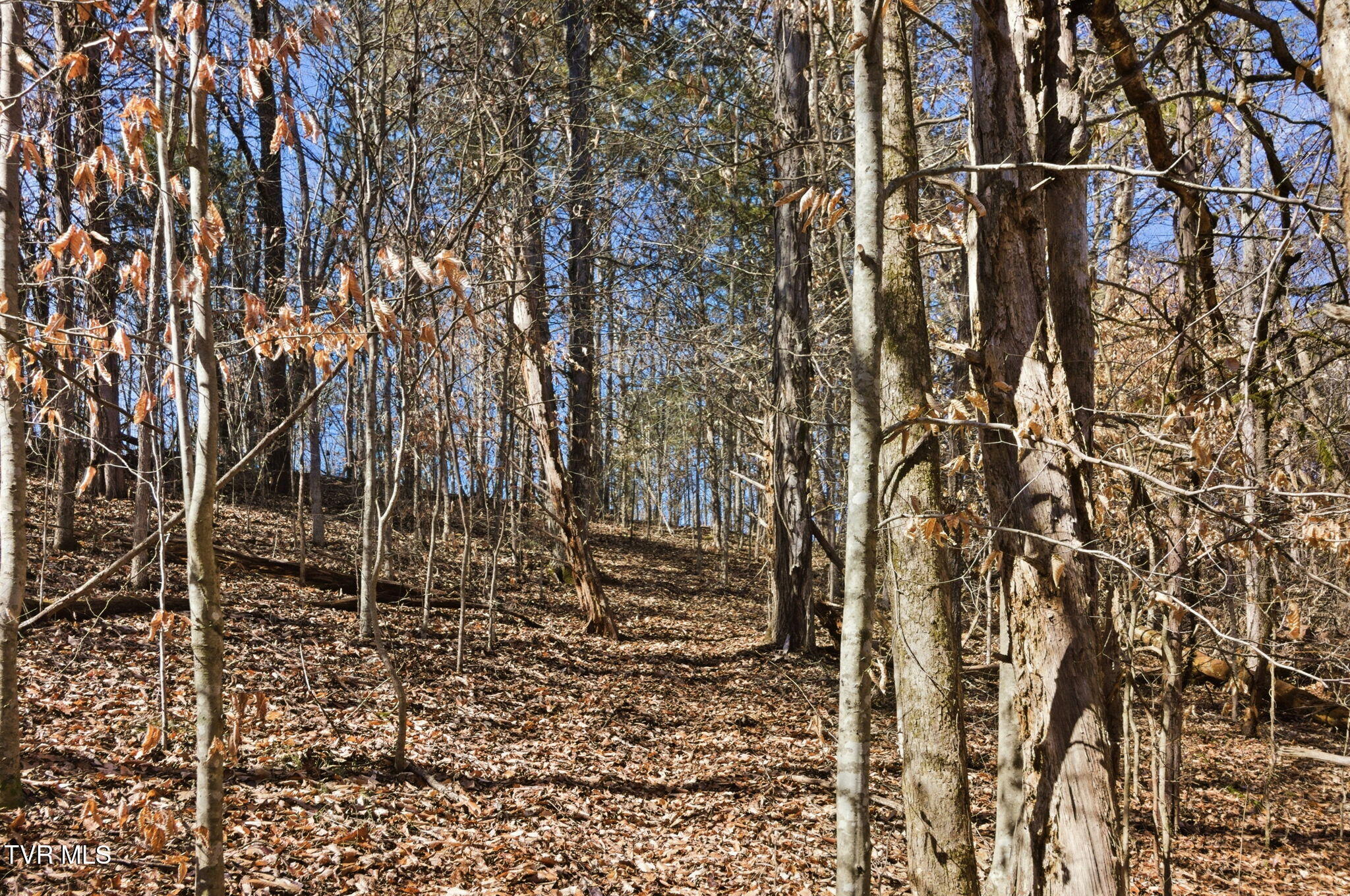 1470 Snake Hollow Road Greeneville, TN 37743 - Photo 7 of 14 10-web-or-mls-DZ3A5309