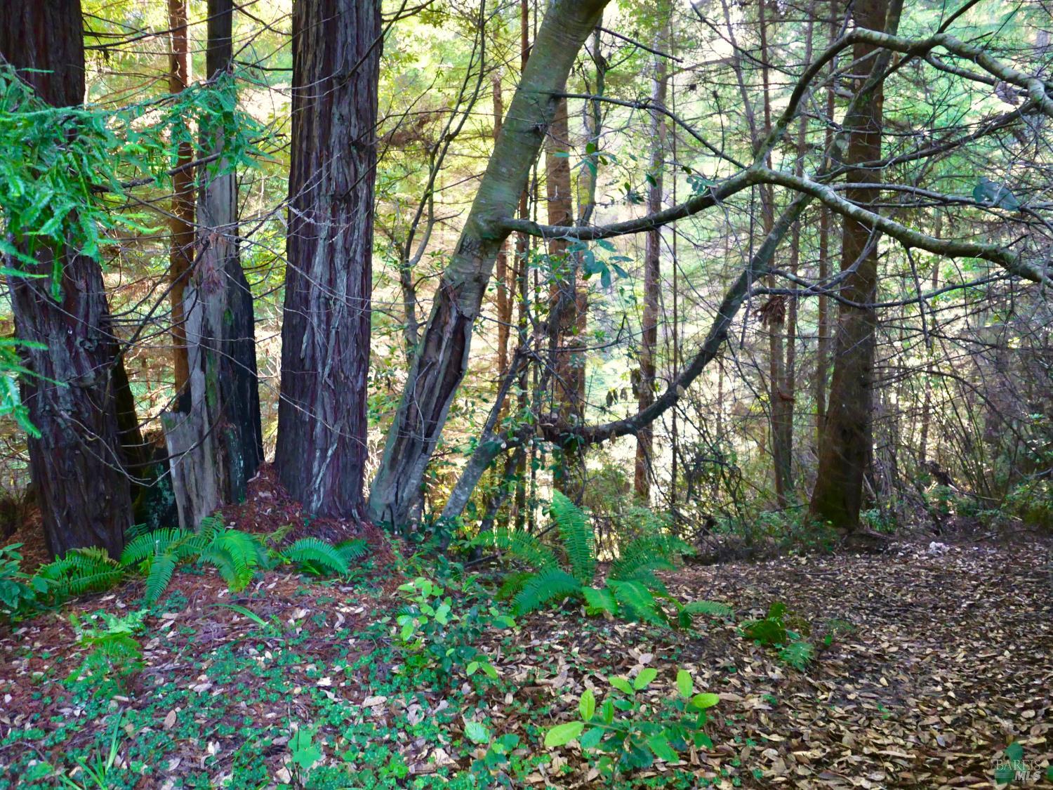 19130 Dorffi Road Fort Bragg, CA 95437 - Photo 8 of 10 Dorffi