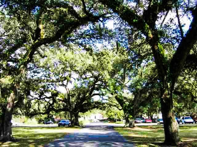 231 King George Lane Georgetown, SC 29440 - Photo 9 of 17