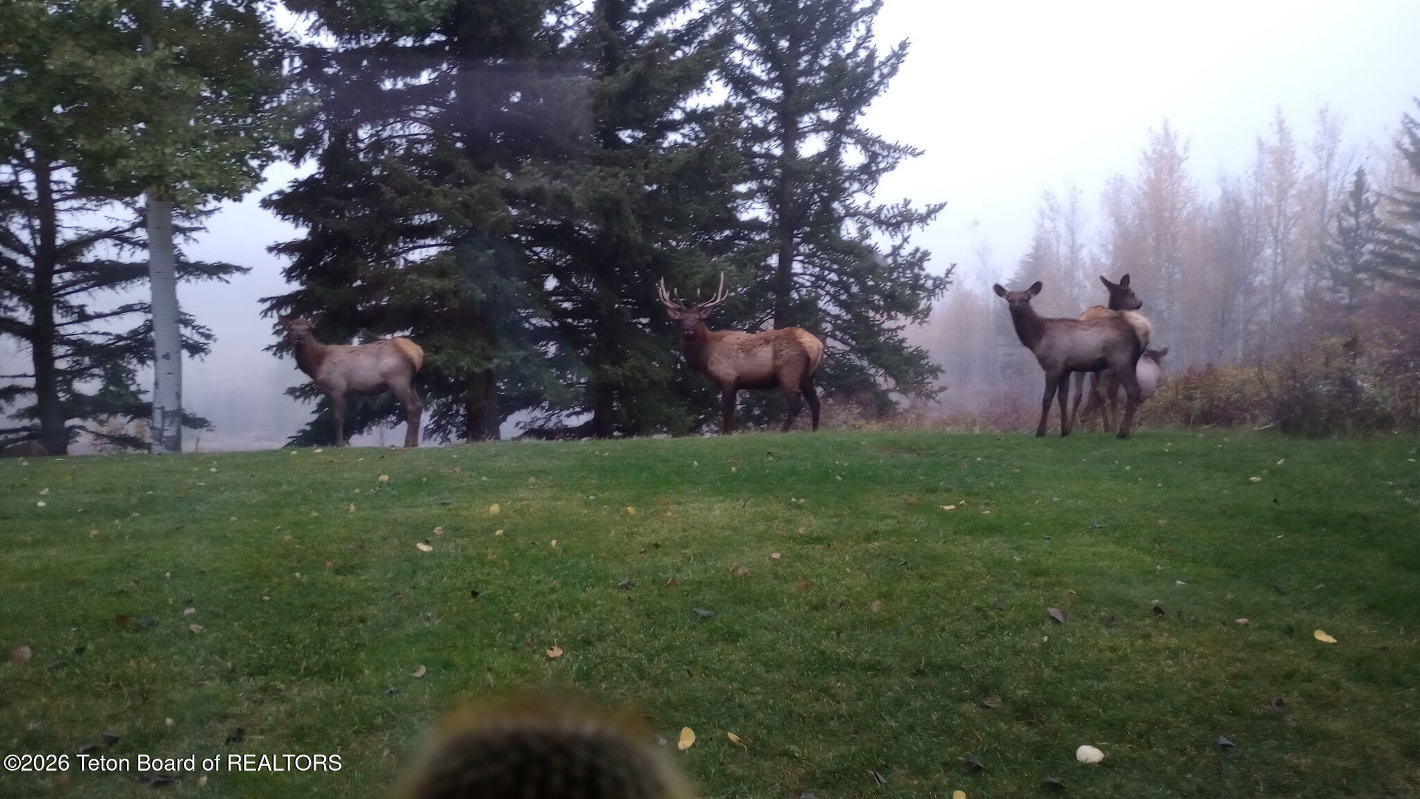 575 North Bar Y Road Jackson, WY 83001 - Photo 19 of 49 Four Elk in backyard