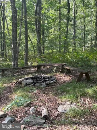 a view of a forest with a tree