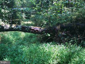 53.5-ac South Timber Ridge Road Cross Junction, VA 22625 - Photo 1 of 21