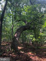 53.5-ac South Timber Ridge Road Cross Junction, VA 22625 - Photo 12 of 21
