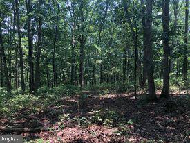 53.5-ac South Timber Ridge Road Cross Junction, VA 22625 - Photo 13 of 21