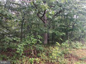 53.5-ac South Timber Ridge Road Cross Junction, VA 22625 - Photo 15 of 21