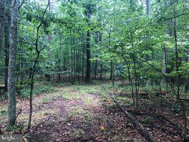 53.5-ac South Timber Ridge Road Cross Junction, VA 22625 - Photo 17 of 21