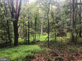53.5-ac South Timber Ridge Road Cross Junction, VA 22625 - Photo 19 of 21