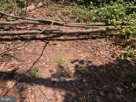 53.5-ac South Timber Ridge Road Cross Junction, VA 22625 - Photo 4 of 21