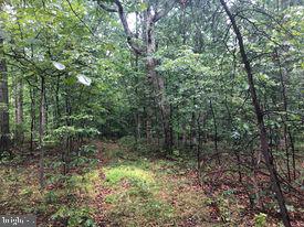 53.5-ac South Timber Ridge Road Cross Junction, VA 22625 - Photo 8 of 21