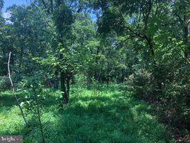 53.5-ac South Timber Ridge Road Cross Junction, VA 22625 - Photo 9 of 21