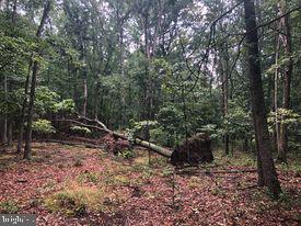 53.5-ac South Timber Ridge Road Cross Junction, VA 22625 - Photo 10 of 21