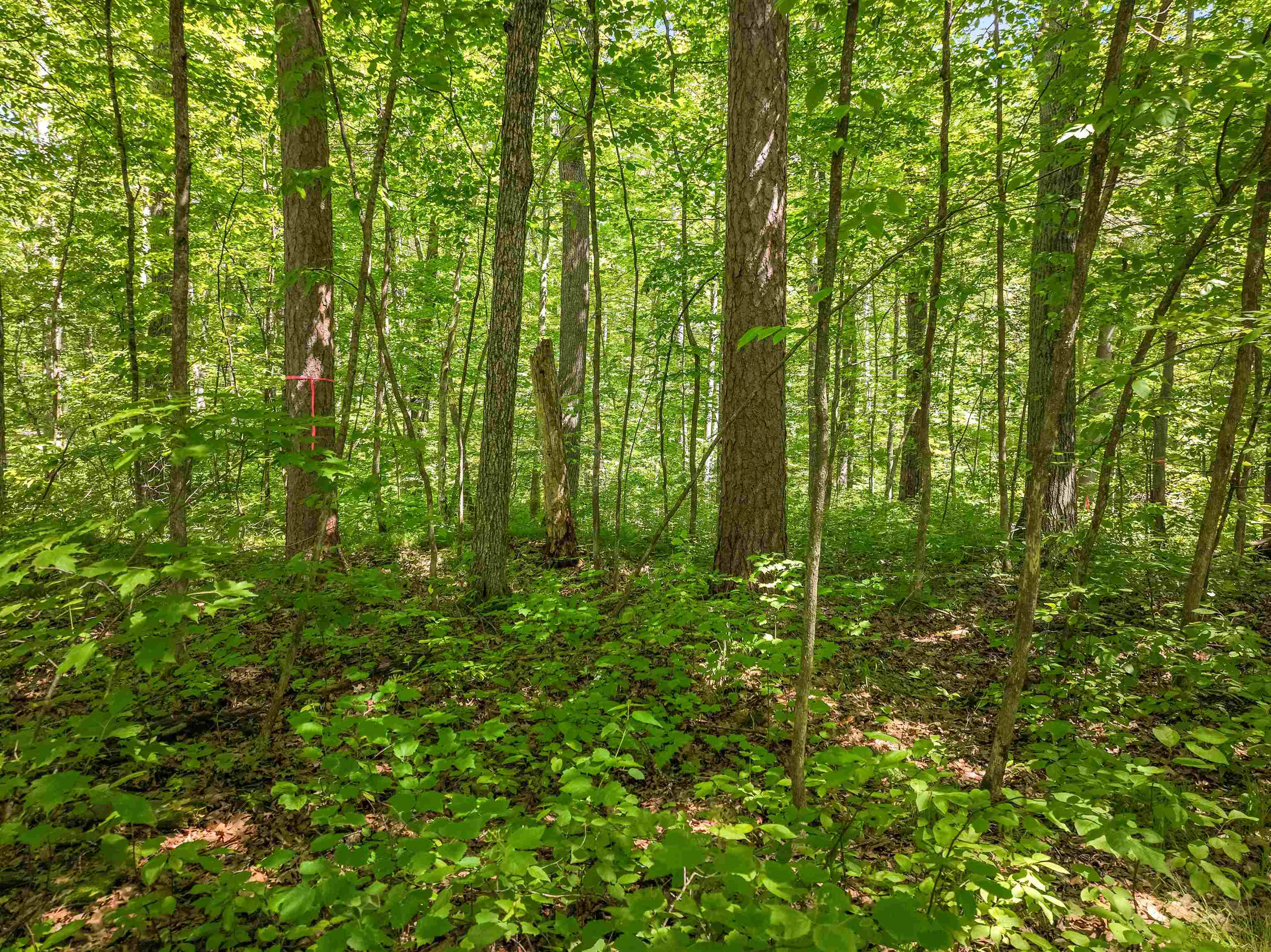 Lot 2 Thoroughfare Road Stone Lake, WI 54876 - Photo 4 of 13 View of woods