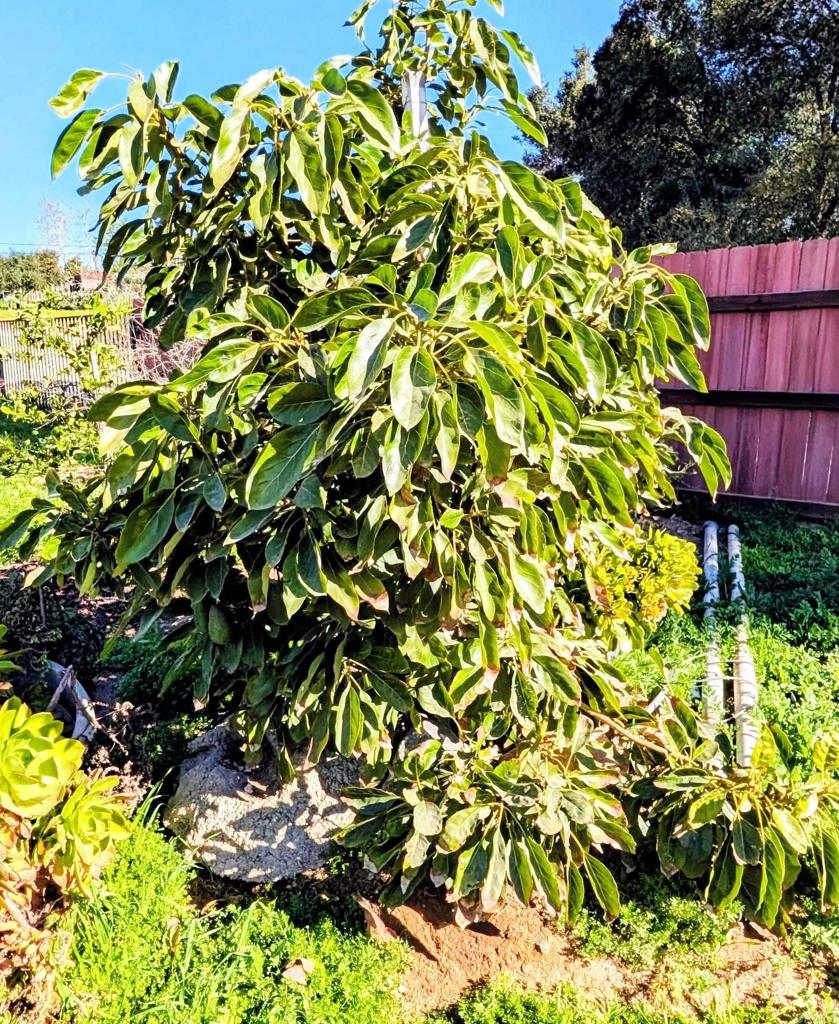 6951 West Lilac Road Bonsall, CA 92003 - Photo 53 of 64