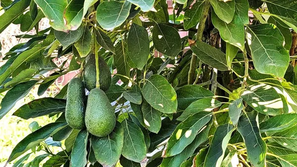 $1,150,000 | 6951 West Lilac Road, Bonsall, CA 92003