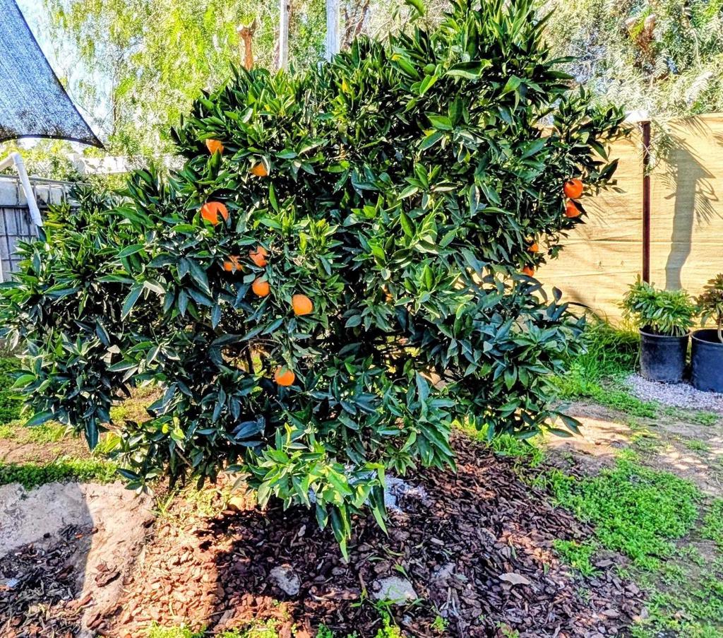6951 West Lilac Road Bonsall, CA 92003 - Photo 55 of 64