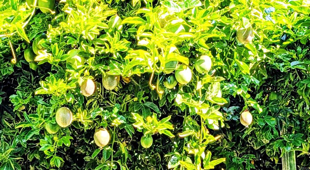 6951 West Lilac Road Bonsall, CA 92003 - Photo 56 of 64