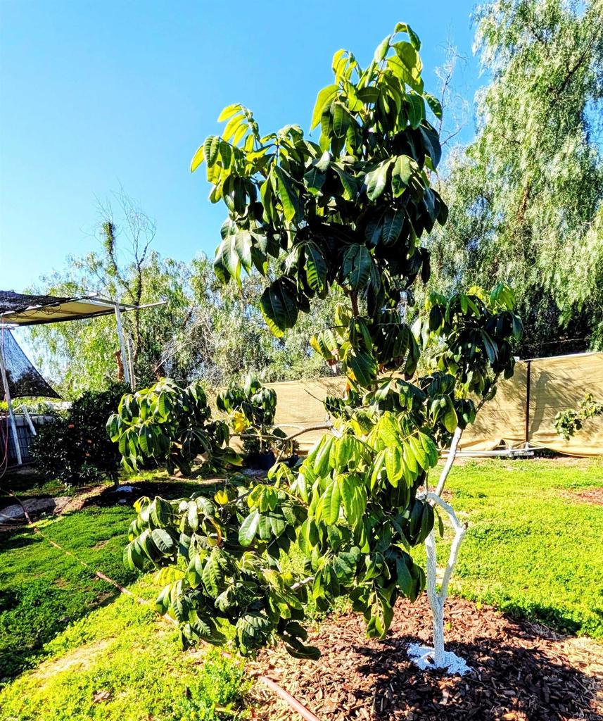 6951 West Lilac Road Bonsall, CA 92003 - Photo 57 of 64