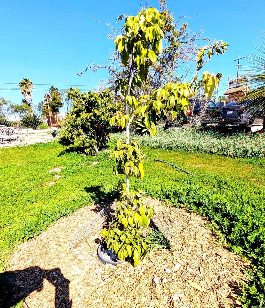 6951 West Lilac Road Bonsall, CA 92003 - Photo 59 of 64