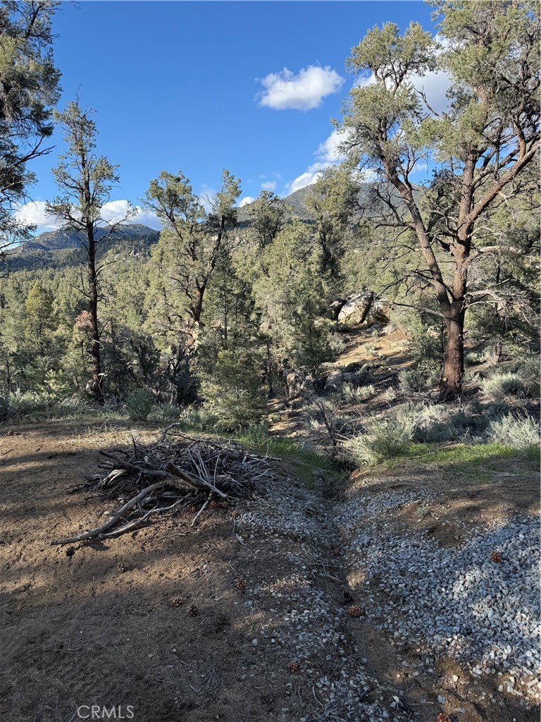 96484 Kennedy Meadow Road Inyokern, CA 93527 - Photo 31 of 42 a view of a forest with a tree