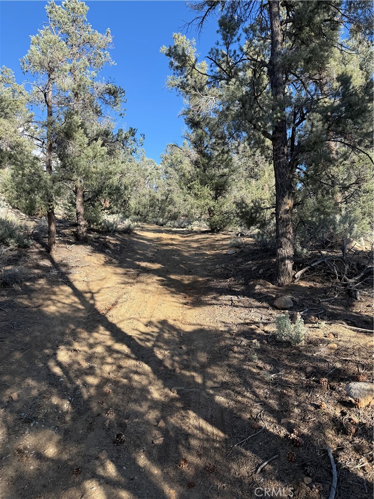 96484 Kennedy Meadow Road Inyokern, CA 93527 - Photo 35 of 42 a view of a yard with an trees
