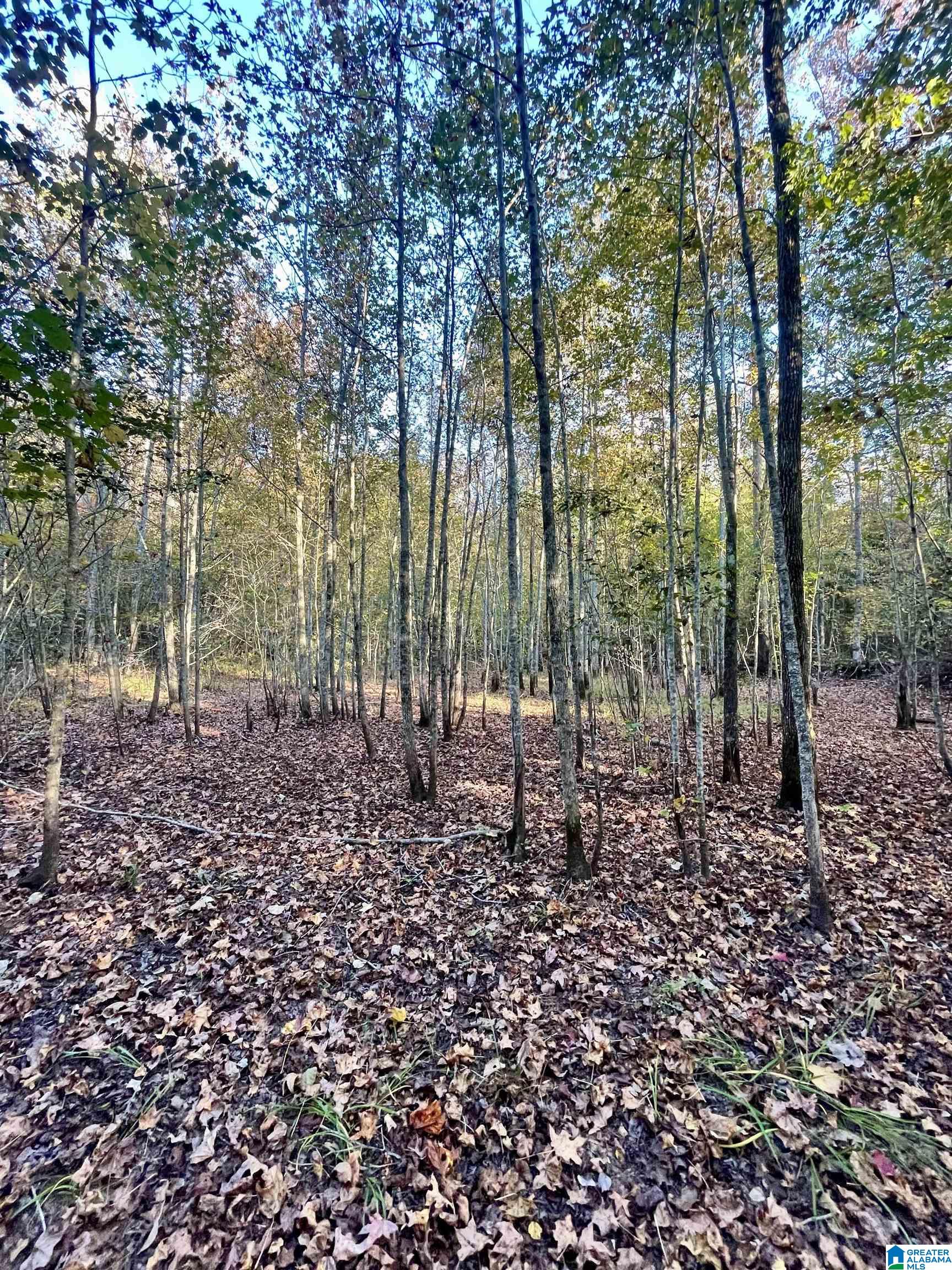 0 Peach Orchard Road Ashland, AL 36251 - Photo 14 of 14