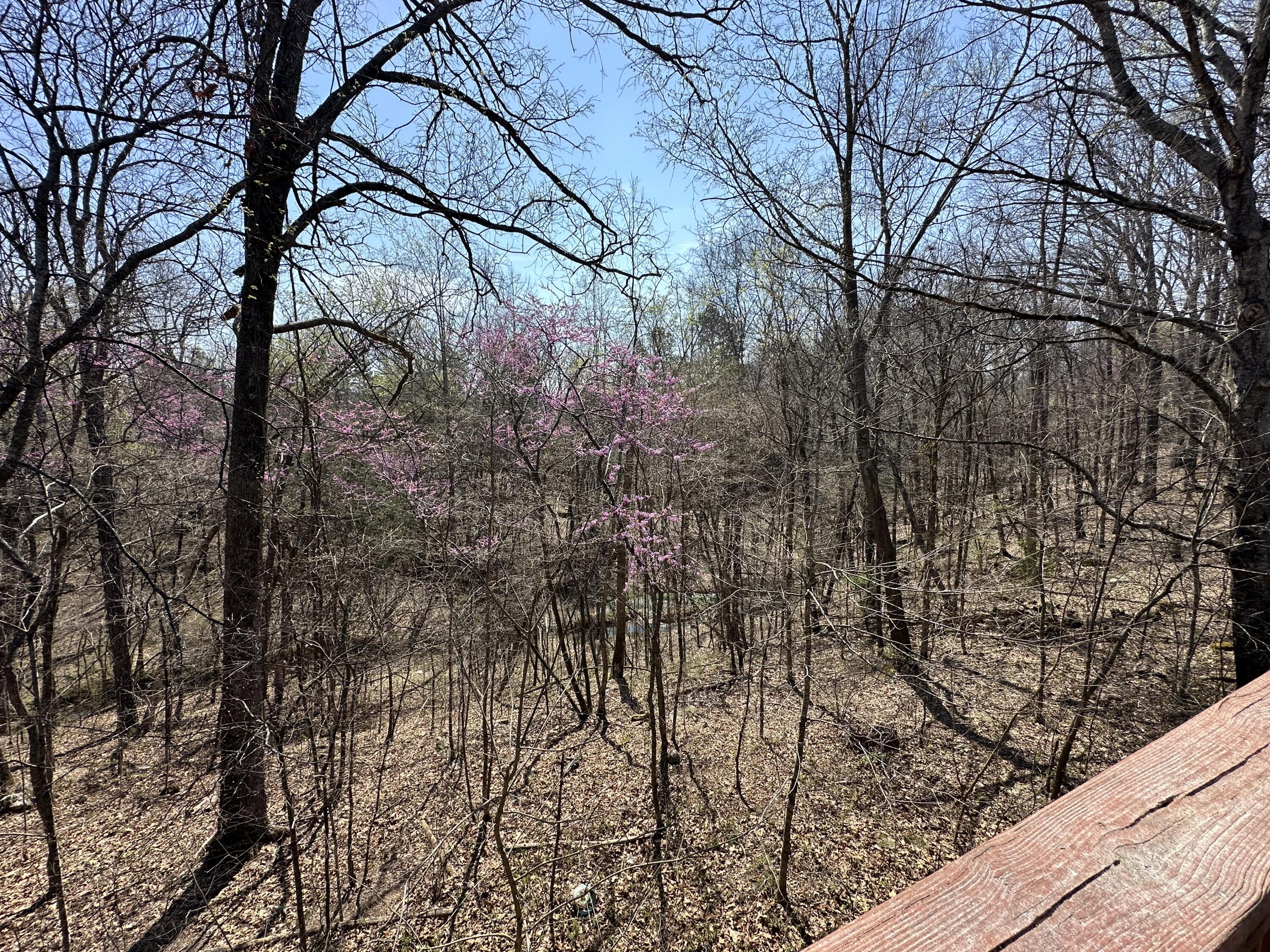 7312 Highway 60 Georgetown, TN 37336 - Photo 27 of 58 Copy of IMG_2500