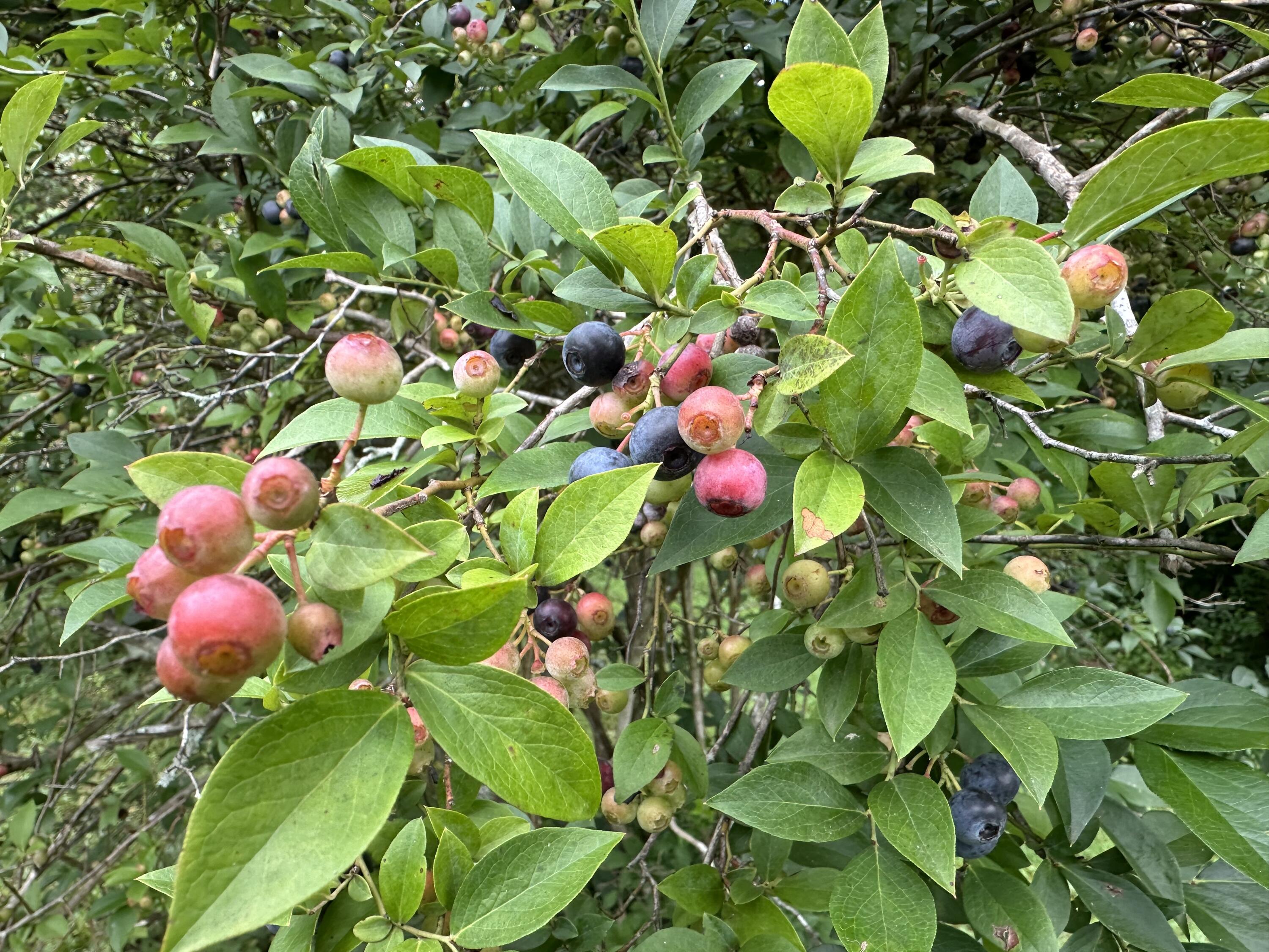 7312 Highway 60 Georgetown, TN 37336 - Photo 38 of 58 IMG_4397