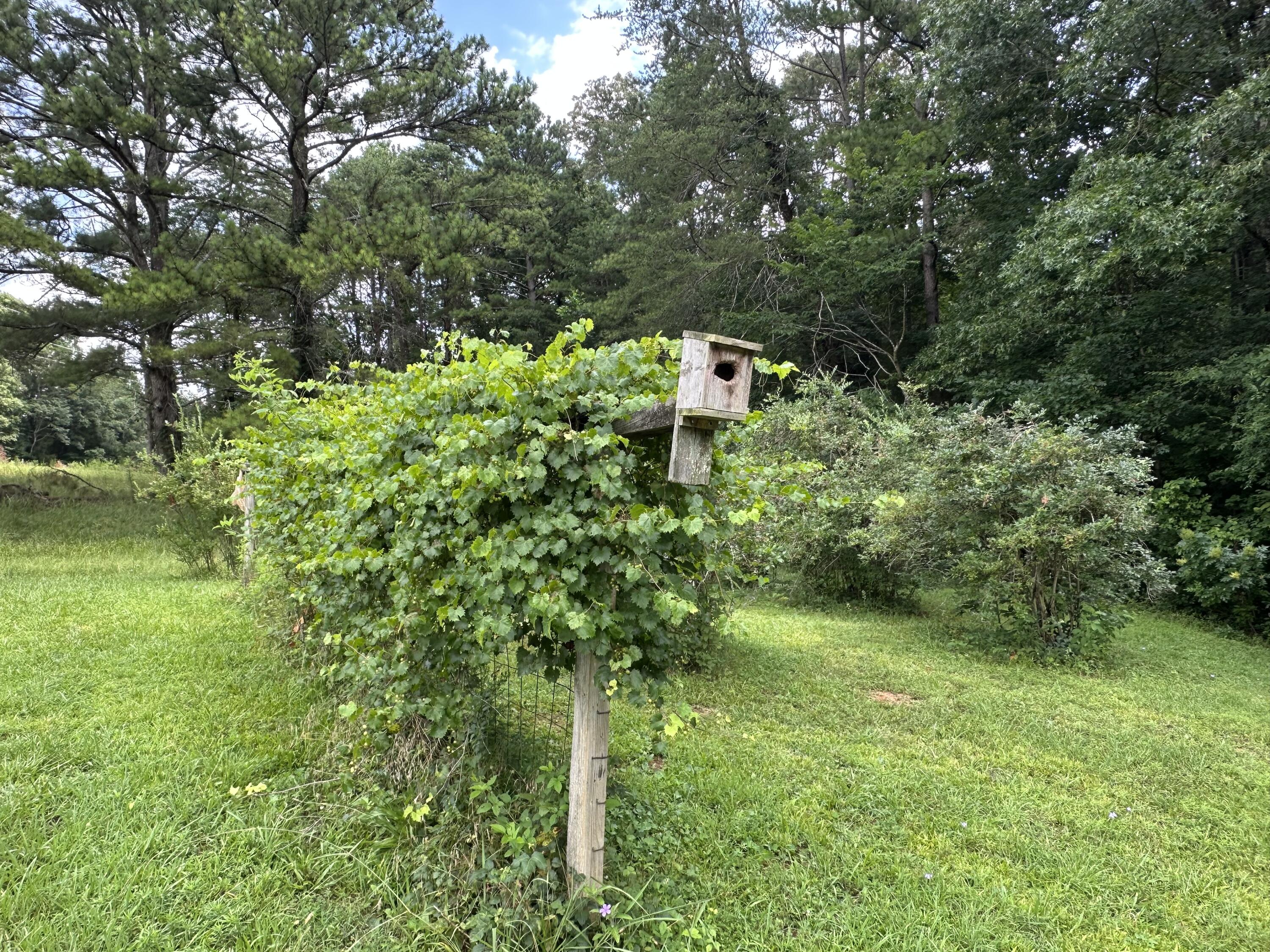 7312 Highway 60 Georgetown, TN 37336 - Photo 39 of 58 IMG_4398