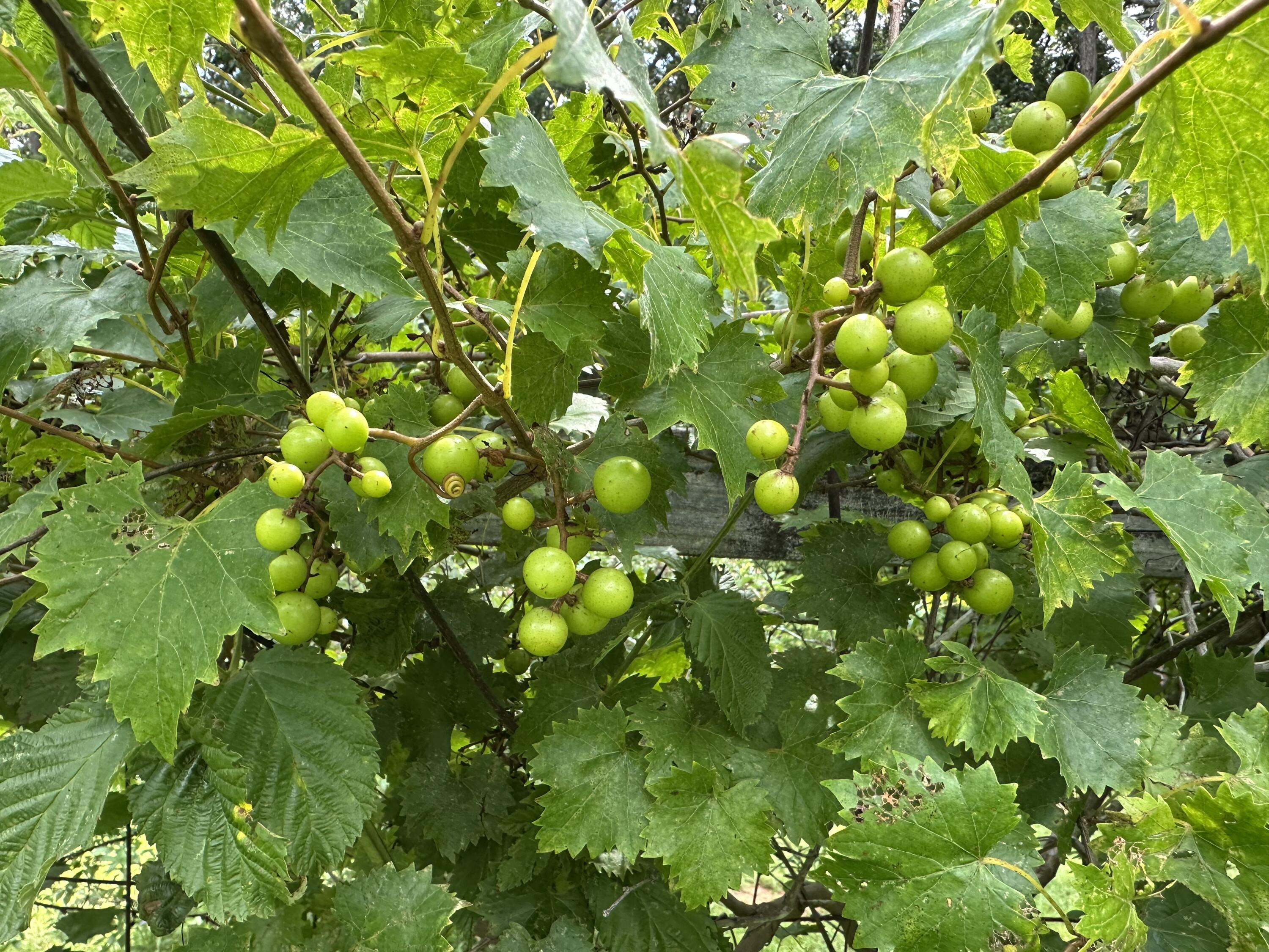 7312 Highway 60 Georgetown, TN 37336 - Photo 40 of 58 IMG_4399