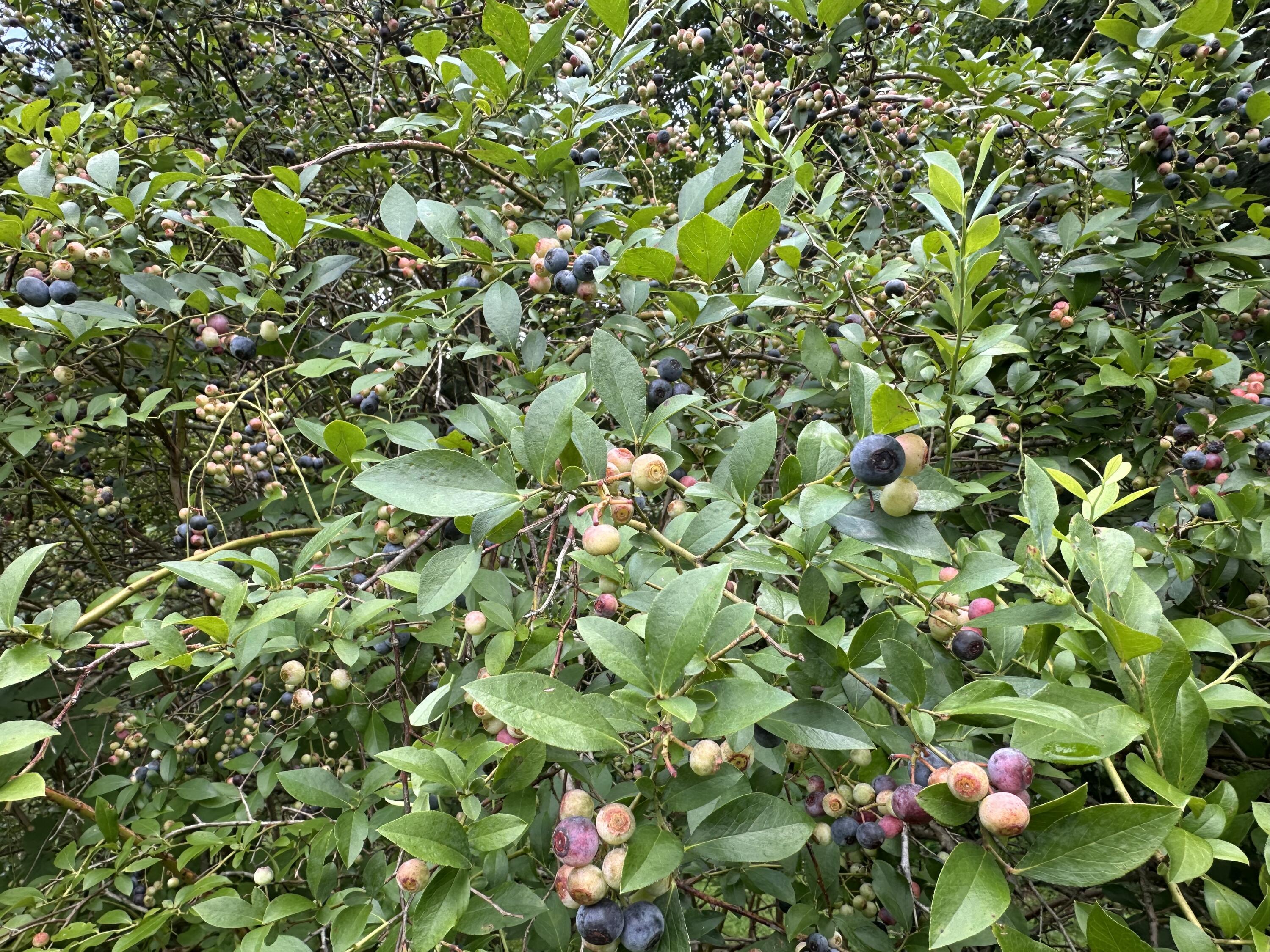 7312 Highway 60 Georgetown, TN 37336 - Photo 41 of 58 IMG_4400