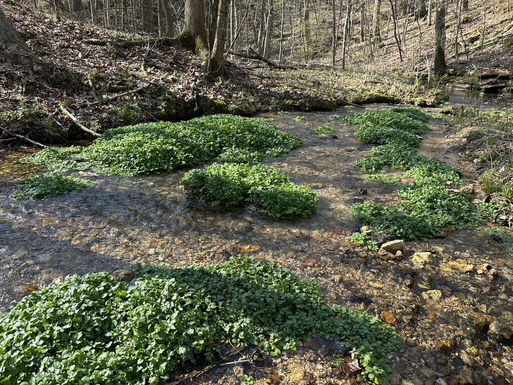 7312 Highway 60 Georgetown, TN 37336 - Photo 53 of 58 4A48E797-A3E9-4829-9704-3BA57481C798_1_1