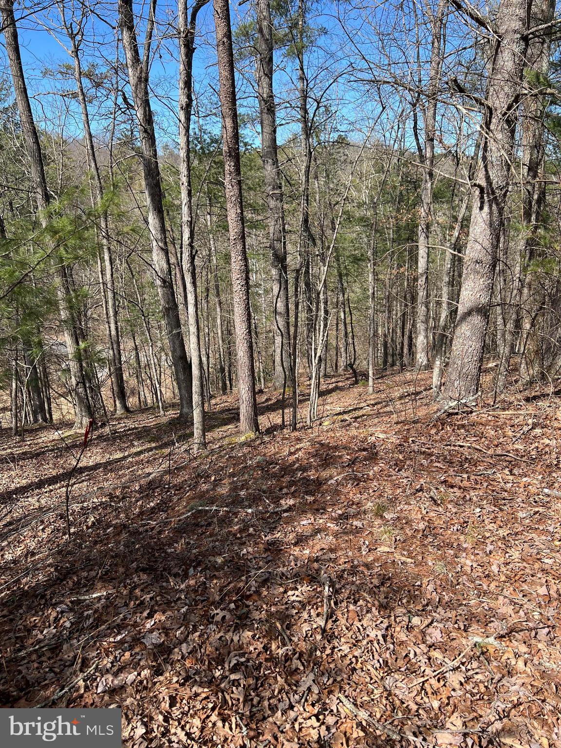 0 Chestnut Ridge Road, Unit 455 Mount Jackson, VA 22842 - Photo 1 of 7 Gallery Image 1