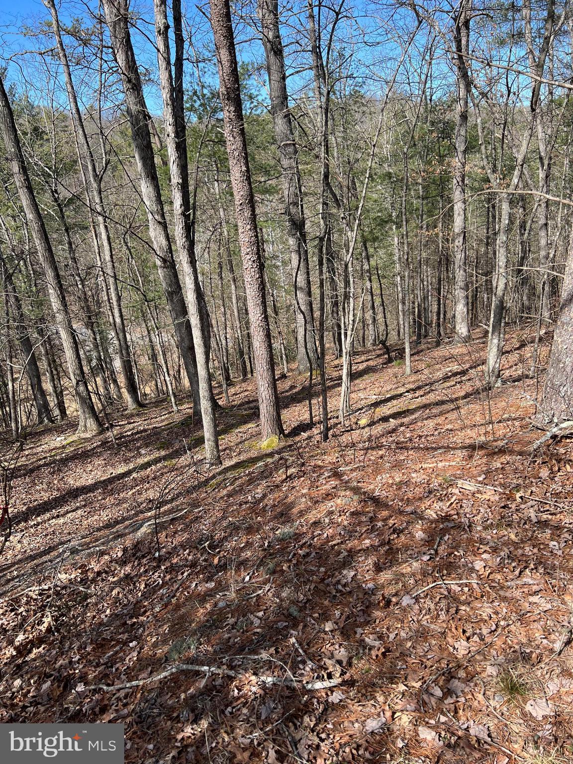 0 Chestnut Ridge Road, Unit 455 Mount Jackson, VA 22842 - Photo 3 of 7 Gallery Image 3