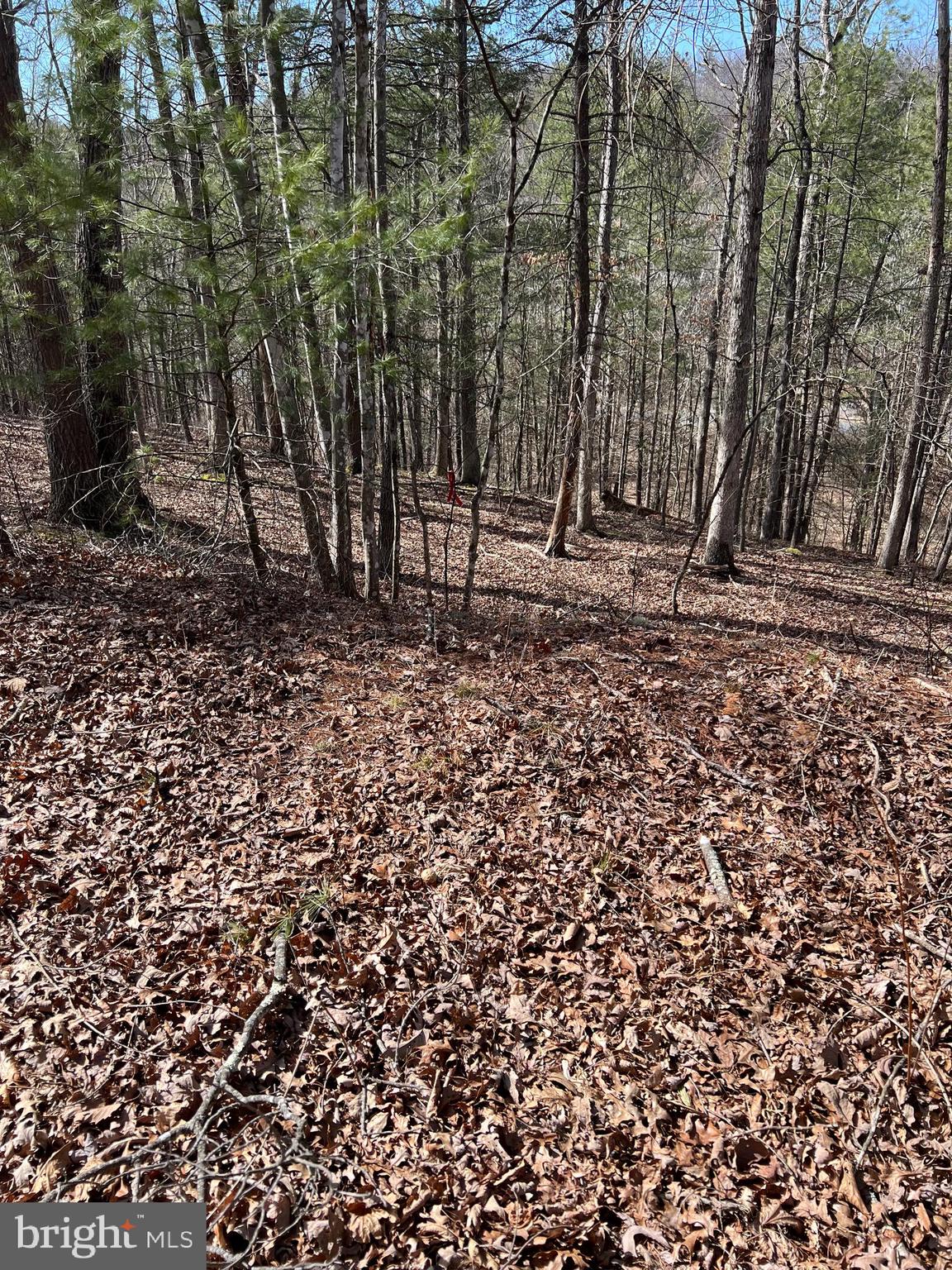 0 Chestnut Ridge Road, Unit 455 Mount Jackson, VA 22842 - Photo 4 of 7 Gallery Image 4