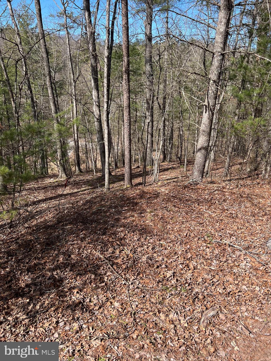0 Chestnut Ridge Road, Unit 455 Mount Jackson, VA 22842 - Photo 6 of 7 Gallery Image 6