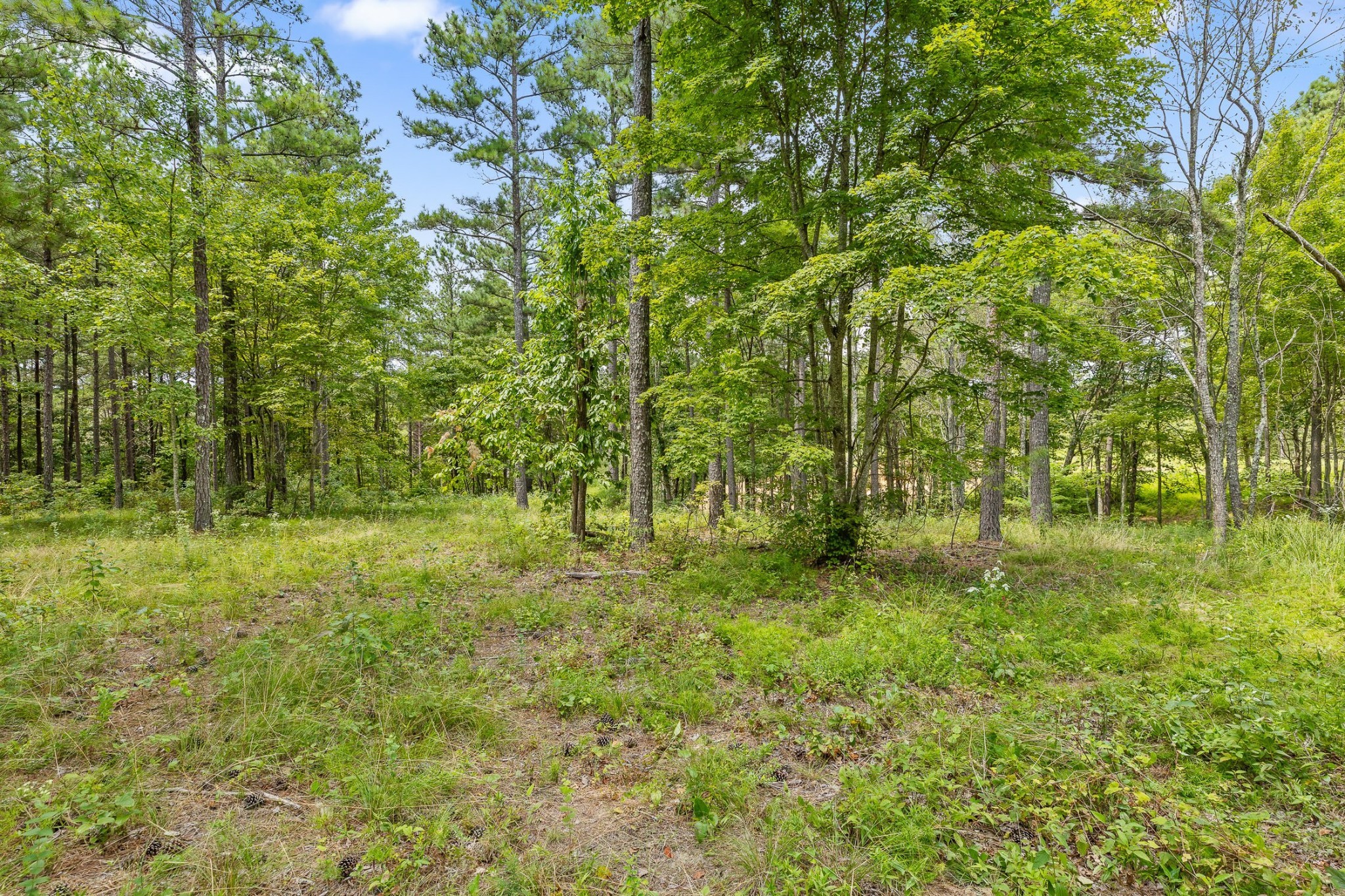 0 Treetop Street Guild, TN 37340 - Photo 20 of 36 Gallery Image 20