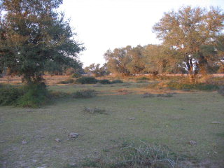 Main View