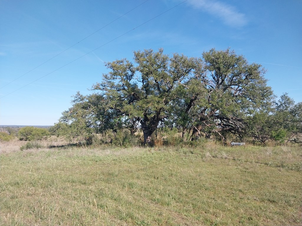 2540 County Road 403 Llano, TX 78643 - Photo 2 of 5 a view of a large yard with lots of bushes