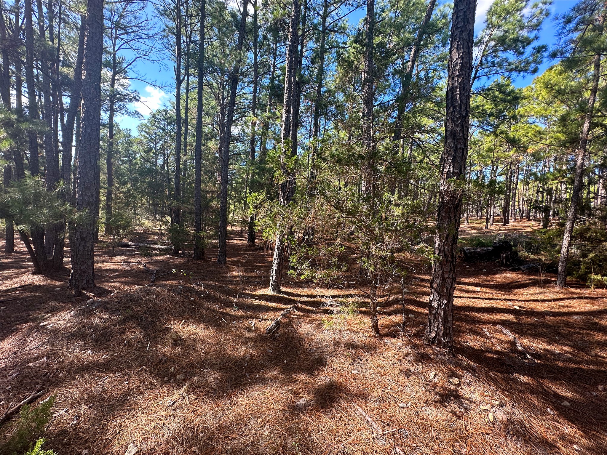 Lot 11 Hickory Ridge Drive Bastrop, TX 78602 - Photo 1 of 22 View of local wilderness