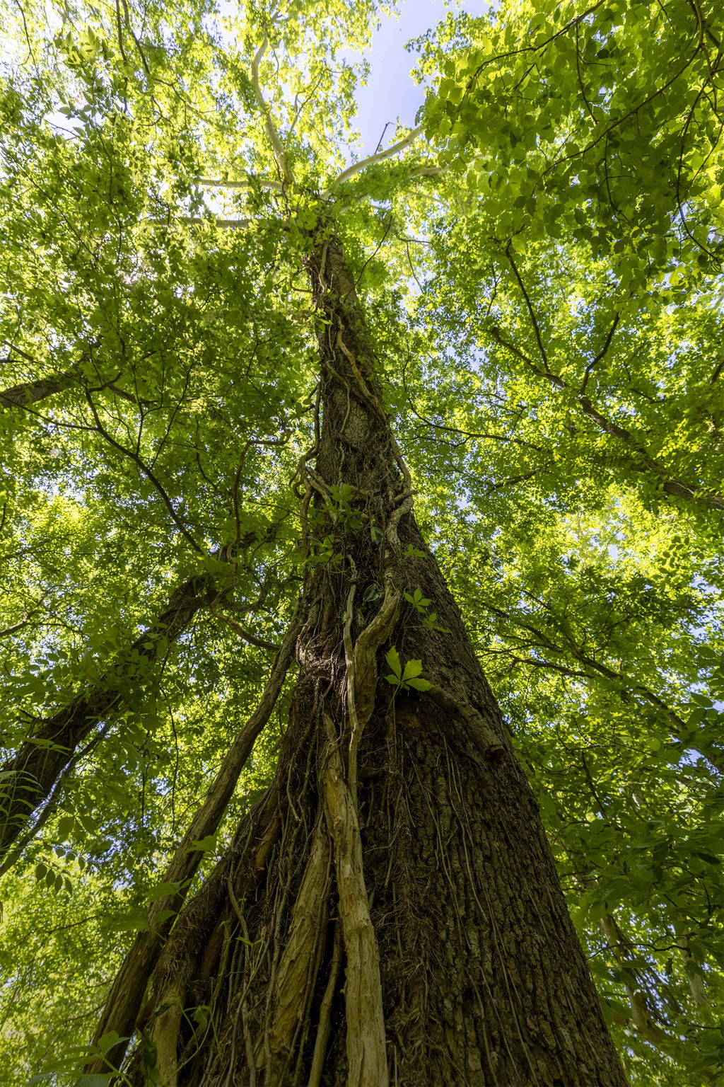 Lot 11 Hickory Ridge Drive Bastrop, TX 78602 - Photo 13 of 22 View of nature