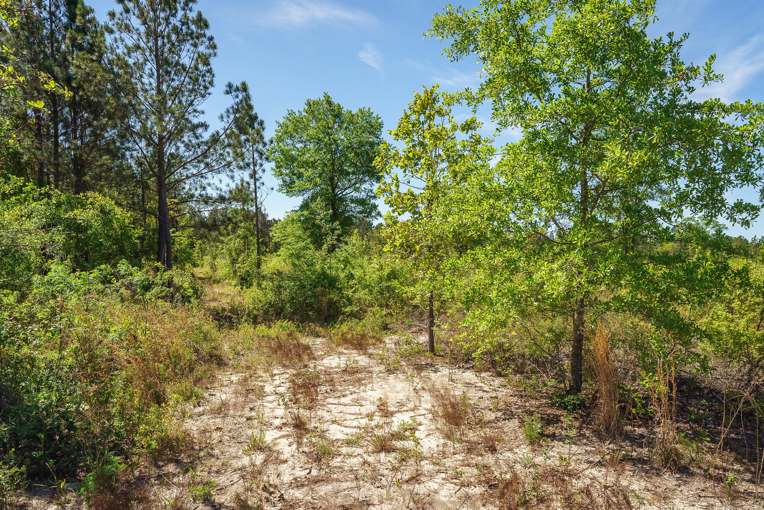 3-acres Old Shoals Road Monetta, SC 29105 - Photo 4 of 12