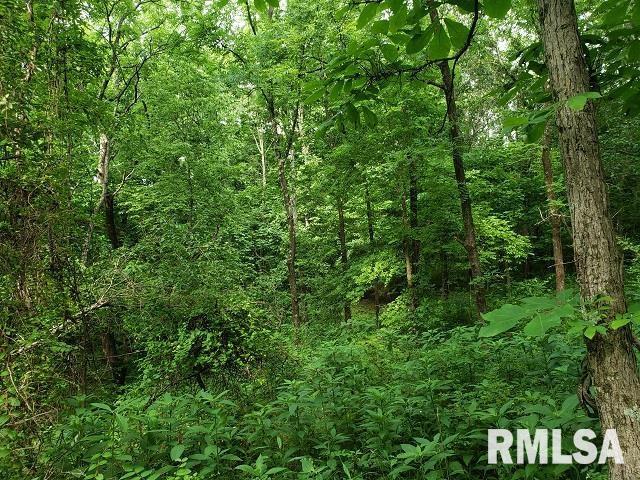 0 East Divide Road Texico, IL 62889 - Photo 11 of 29 a view of a lush green forest
