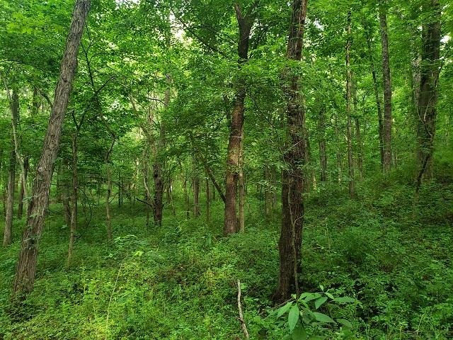 0 East Divide Road Texico, IL 62889 - Photo 13 of 29 a view of a lush green forest