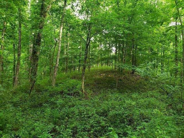 0 East Divide Road Texico, IL 62889 - Photo 14 of 29 a view of a forest