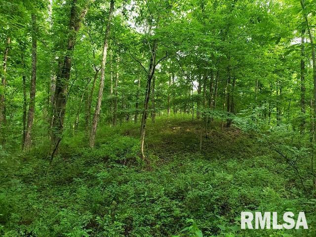 0 East Divide Road Texico, IL 62889 - Photo 15 of 29 a view of a forest
