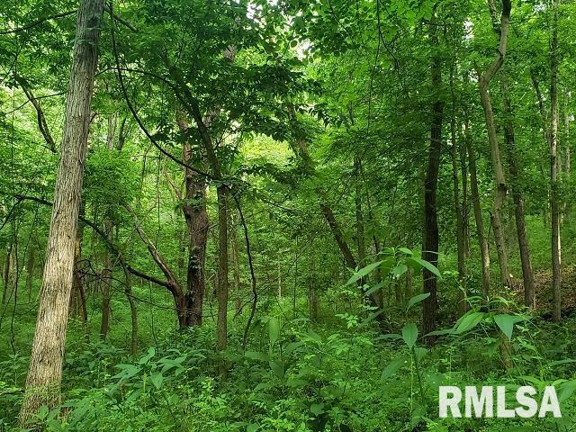 0 East Divide Road Texico, IL 62889 - Photo 16 of 29 a view of a lush green forest
