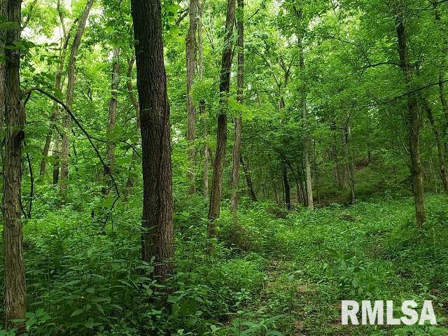 0 East Divide Road Texico, IL 62889 - Photo 18 of 29 a view of forest