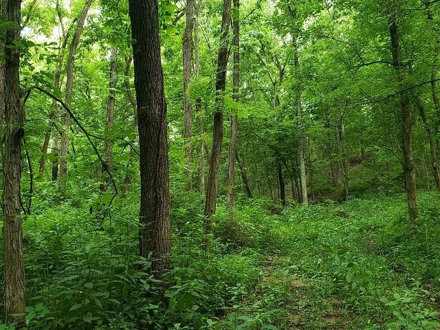 0 East Divide Road Texico, IL 62889 - Photo 19 of 29 a view of forest