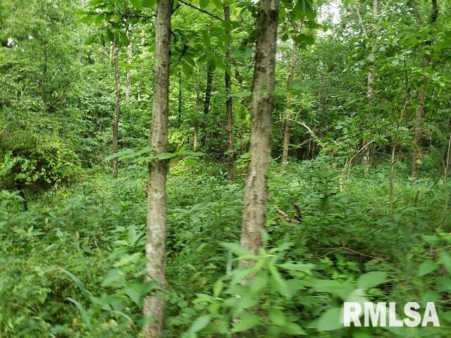 0 East Divide Road Texico, IL 62889 - Photo 21 of 29 a view of a lush green forest