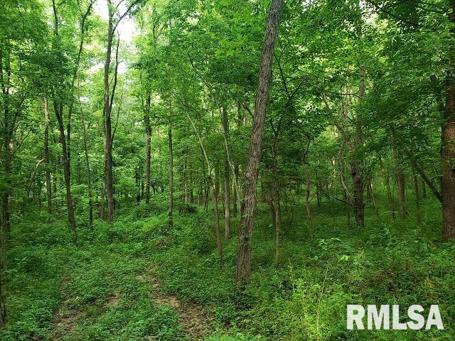 0 East Divide Road Texico, IL 62889 - Photo 22 of 29 a view of a lush green forest with trees in the background